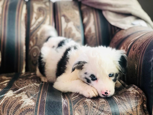Cachorro Border Collie Mascotas Rionegro Medellín Bogota