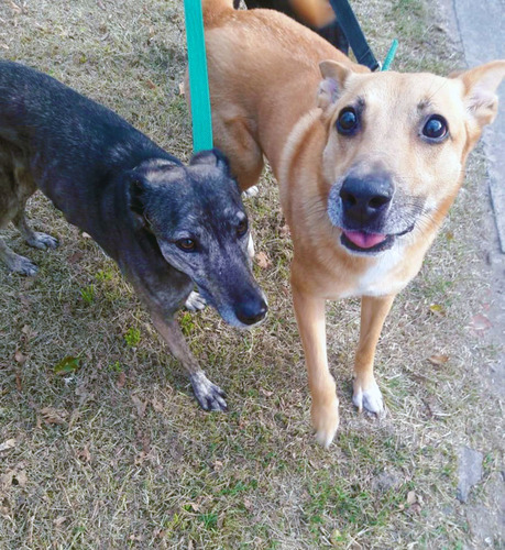Paseos De Perros Educacion Canina Cuidado A Domicilio Baños