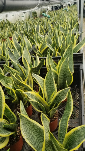 Imagen 5 de 6 de Sansevieria Laurentii Maceta 10 X 3 Plantas X Maceta