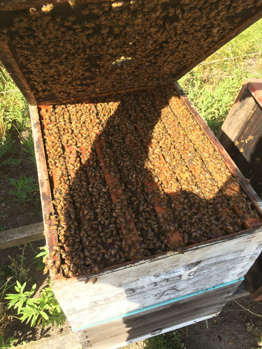 Cera De Abeja Virgen (sin Filtrar) Colmenares Royesol X20kg
