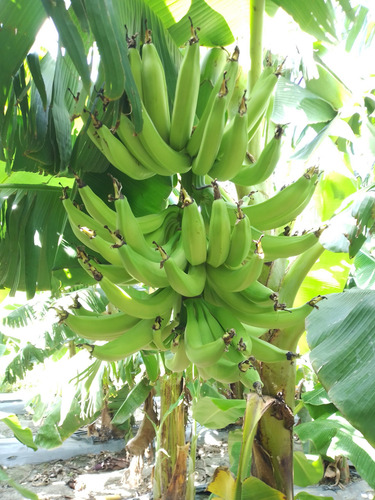 Plátano Macho Variedad Cemsa 3/4