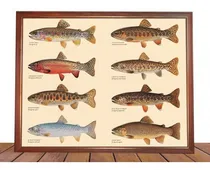 Comprar Cuadro Decorativo Poster Pesca De Trucha Con Mosca