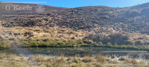 Campo Estancia En Venta De 5300 Has En Patagonia Bariloche.