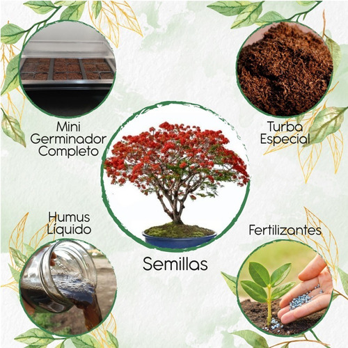 40 Semillas De Bonsái Delonix Regia + Kit De Germinación Esp