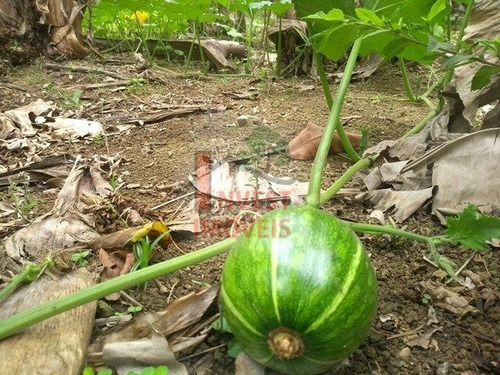 Imagem 5 de 15 de Chacara - Ref: 4992 - V-4992