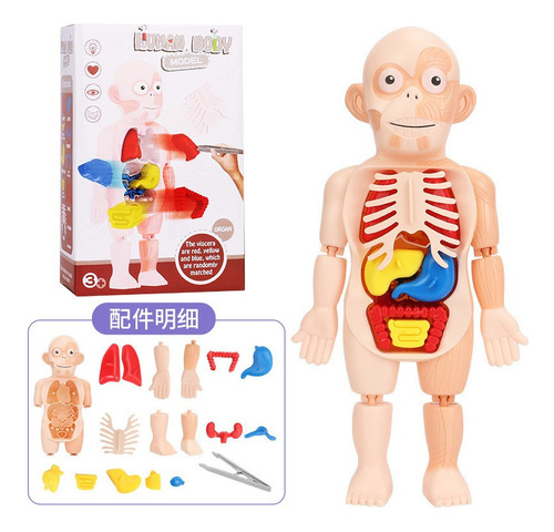 Juguete De Anatomía Del Cuerpo Humano 3d Para Niños*