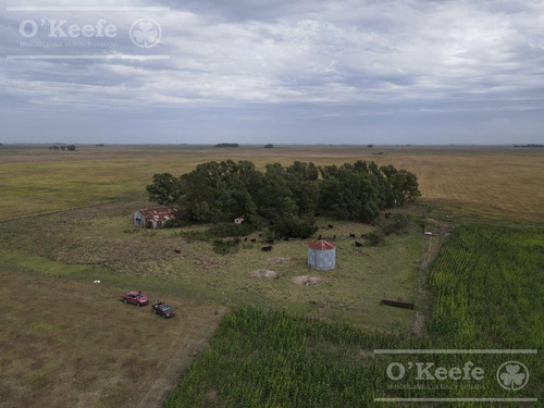 Imagen 12 de 20 de Campo De 155 Has En Venta En Benito Juarez - 100 % Agrícola