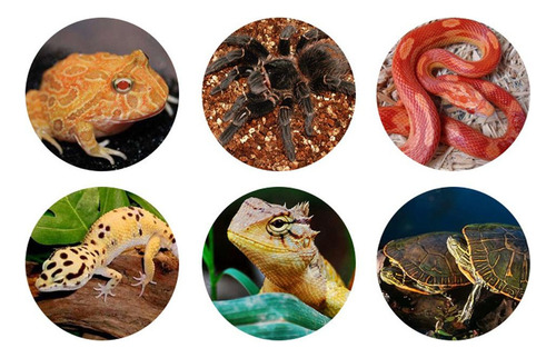 Nuevo Caja De Cría Tortuga Arañas Accesorios De Blanco 1