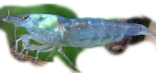 5 Camarão Neocaridina Blue Pearl Azul-celeste