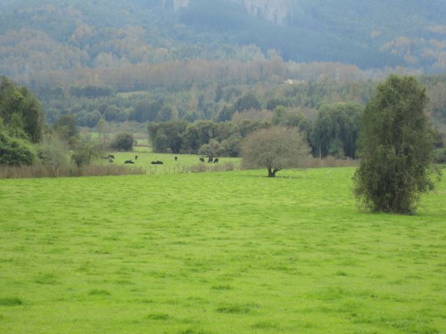 Agrícola En Venta En Paillaco
