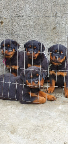 Filhotes De Rottweiler Com Pedigree