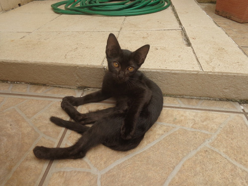 Doacao De Filhotes De Gatos