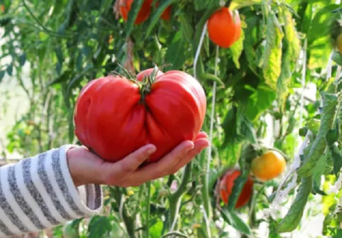 50 Semillas De Tomate Rosa De  Barbasto+ Instructivo