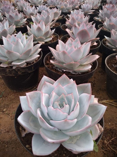 Echeveria Cante Roseta De 25 A 30cm De Diámetro.