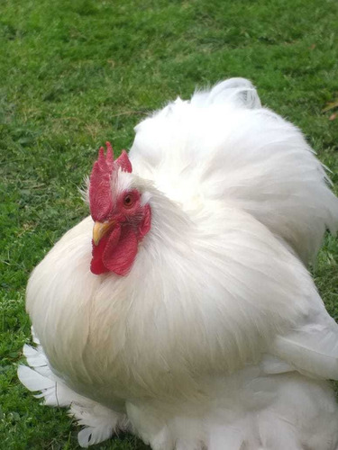 Imagen 5 de 9 de Huevos Fertiles . D .cochin Bantam Blanco Línea 100%europea