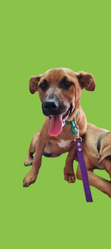 Duke, 2 Añitos Y Medio, Bombonazo Hermoso En Adopcion , Leer
