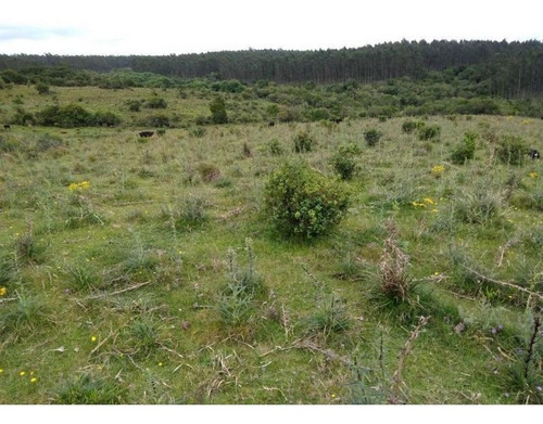 Campo En Venta