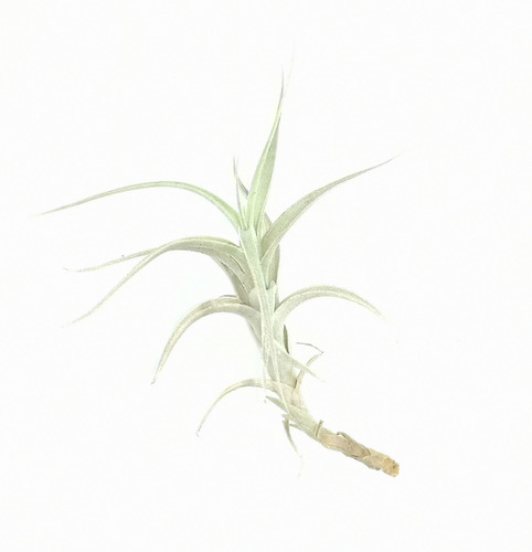 Surtido De 10 Tillandsias De 2-3 Pulgadas