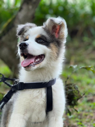 Perros Pastor Ovejero Australiano Cachorros Shepherd Pets