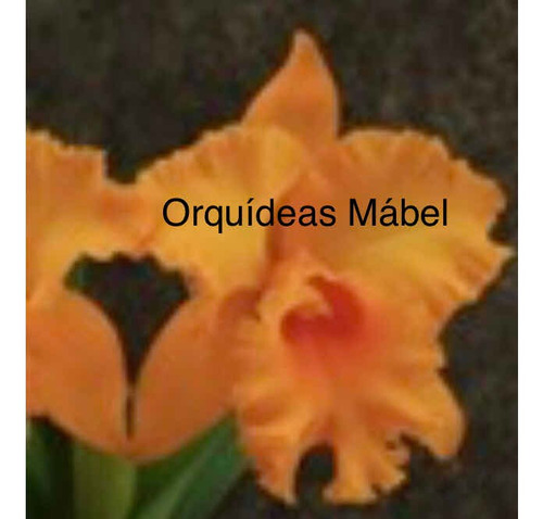 Imagen 7 de 8 de Cattleyas Orquídeas