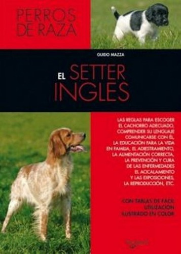 El Setter Ingles - Perros De Raza