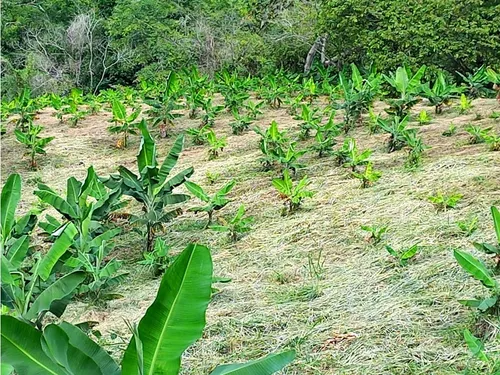 Se Vende Lote A Borde De Via Principal Barragan Genova