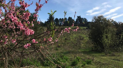 17.1 Hectáreas, Subdividido En 4 Lotes, Itata