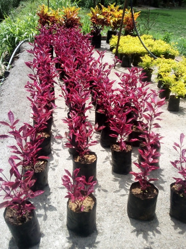 Plantas Garbancillos