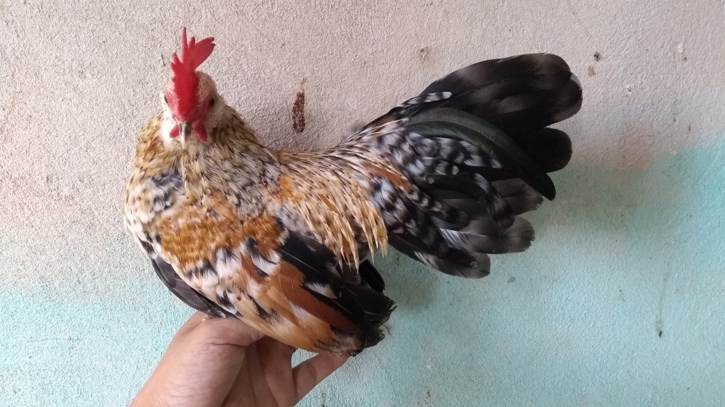 Pollos Exóticos Kikiriki Pata Corta Mercado Libre