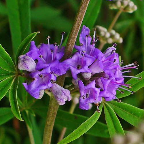 21 Semillas Vitex Agnus Castus Sauzgatillo Aroma (Usado)