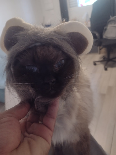 Peruca Pet Gato Leão Kkk.transforme Seu Gato Num Leão Kkk