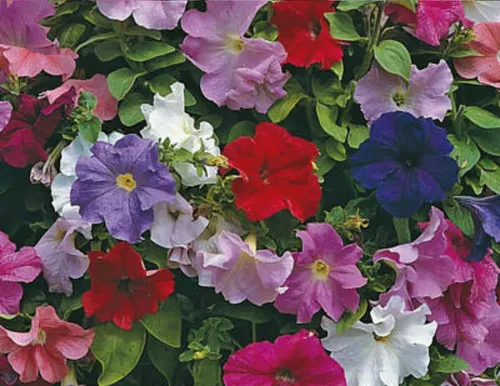 100 Semillas De Flores Petunia Enana Colores Variada 100 Semillas De Flores Petunia Enana Colores Variada