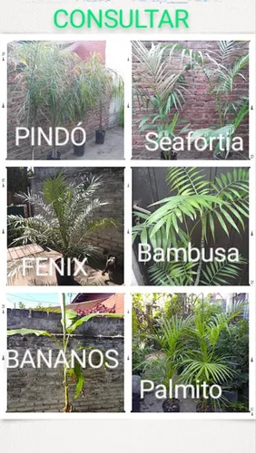 Plantas Pandurata 85/110cm Leer/consultar !!!