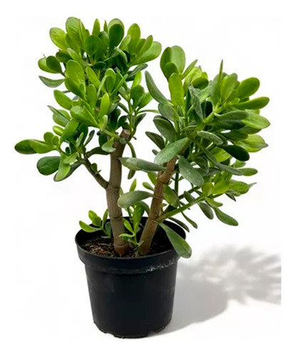 Planta Planta Del Dinero Como Se Llama