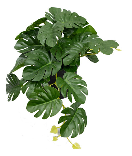 Set 5 Mini Monstera En Maceta De Plástico Negro 19cm