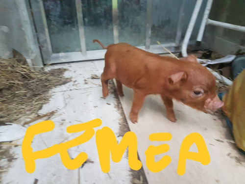 Filhotes De Mini Pig