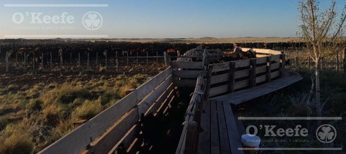 Campo En Venta De 27950 Has En Gral Alvear Mendoza. Armada Para Cria/recria
