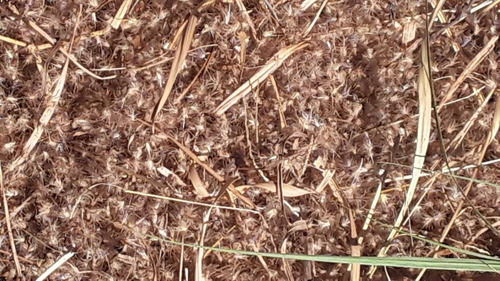 Imagem 2 de 5 de Sementes De Capim Buffel Aridus -5kg