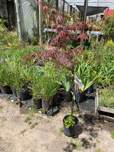 Acer Palmatum Tamukeyama Topiario