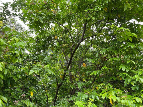 Imagen 11 de 30 de Preciosa Quinta-finca En Labrador De San Mateo De Alajuela, Todos Los Servicios