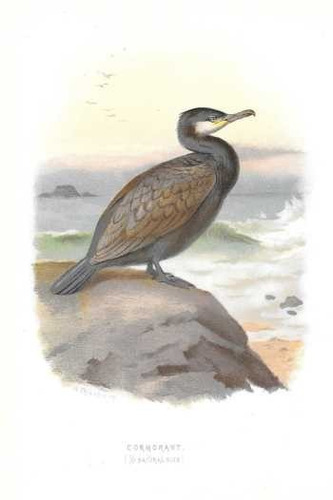 Archibald Thorburn 1883 - Cormorán - Aves - Lámina 45x30 Cm.