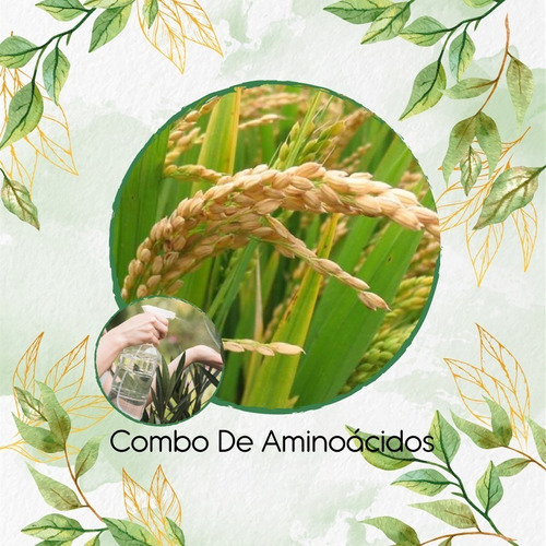 Combo De Aminoácidos Concentrado Para Arroz