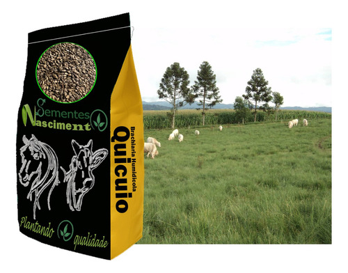 Sementes Braquiaria Humidicola Quicuio 10kg P/ Brejo Alagado