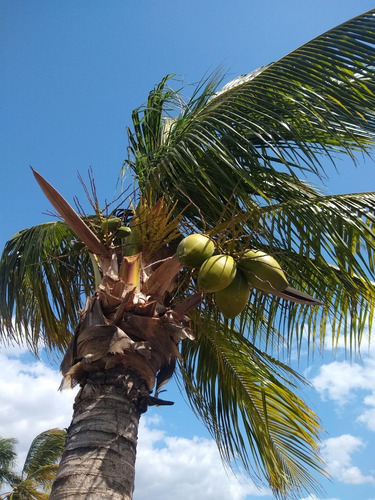 Imagen 6 de 14 de Remato 72 Hectareas Propiedad En Isla Cozumel Uso De Suelo H
