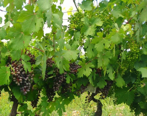 Finca 5 Ha Viña - Se Reciben Permutas