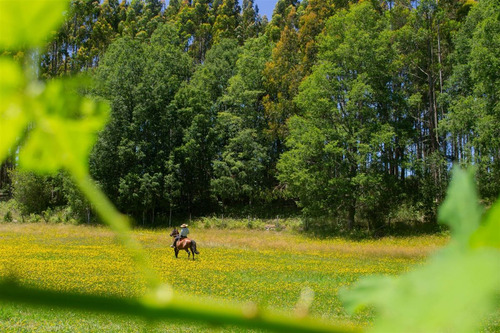 Parcelas En Venta Sin Comisión En Panguipulli