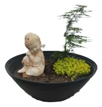 Comprar Terrario Plantas Buda