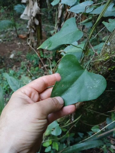 Sipó Mil Homens