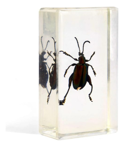 Colección Bichos #7 Escarabajo Patas De Rana Rba