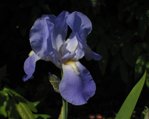 26 Semillas De Iris Germanica - Iris O Lirio Codigo 580